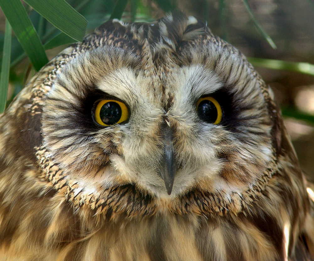 Short Eared Owl