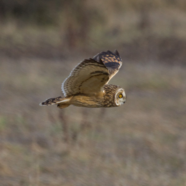 short eared owl