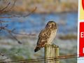 Short-eared Owl by KristinaBurnaby 