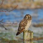 Short-eared Owl