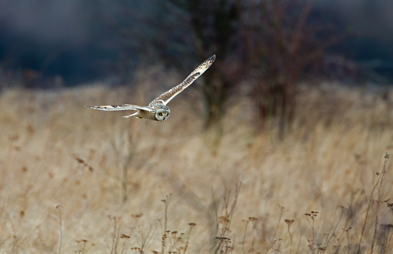 short eared owl