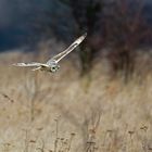 short eared owl