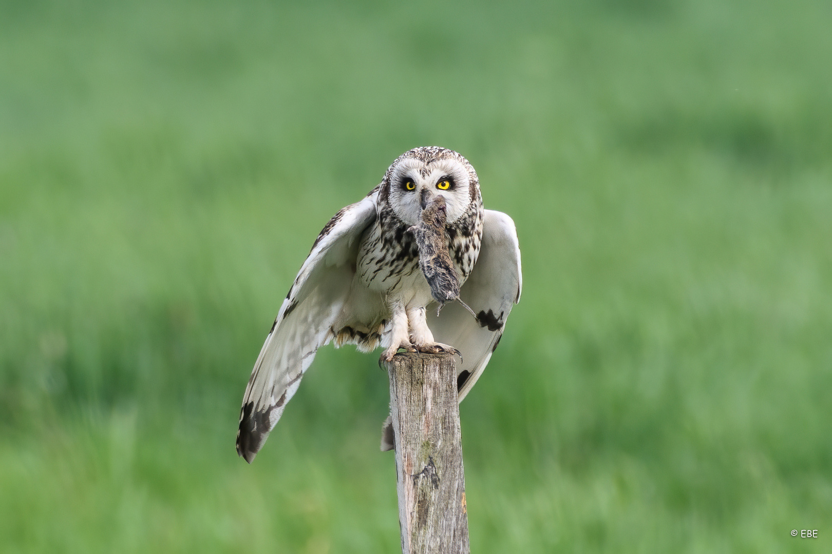 Short-eared Owl