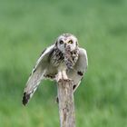 Short-eared Owl