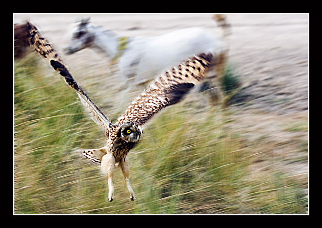 Short eared Owl