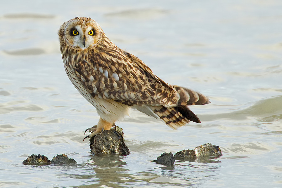 Short eared owl