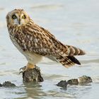 Short eared owl