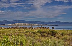 short stop on Mono Lake