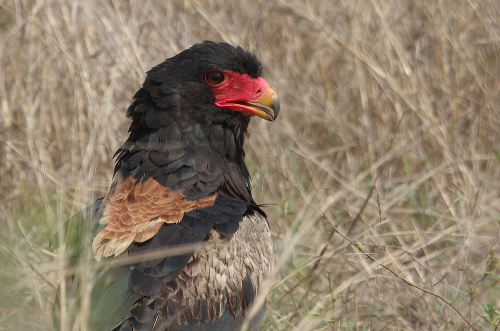 Short Tailed Eagle