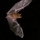 Short-tailed Fruit Bat ( Carollia perspicillata ) Brillenblattnase