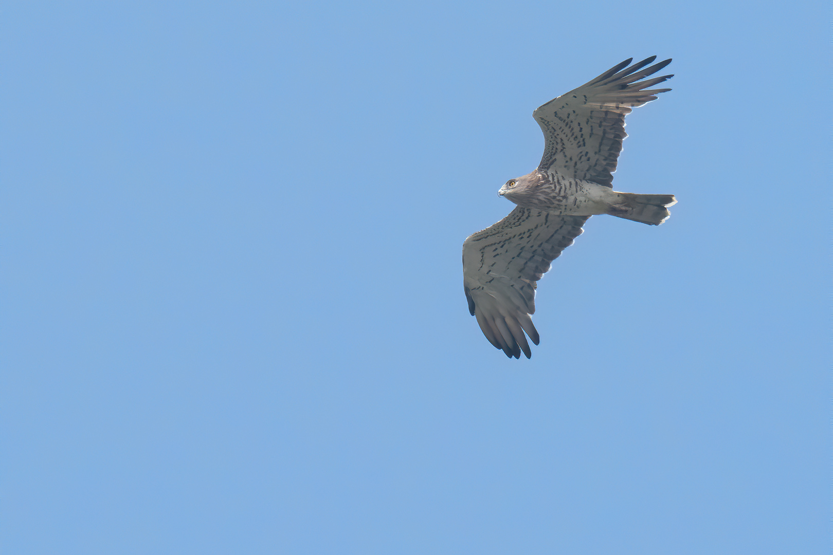 Short-toed Snake Eagle