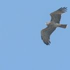 Short-toed Snake Eagle