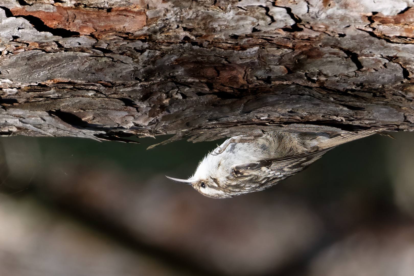 Short-toed Treecreeper