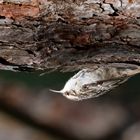 Short-toed Treecreeper