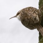 Short-toed Treecreeper