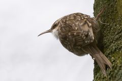 Short-toed Treecreeper