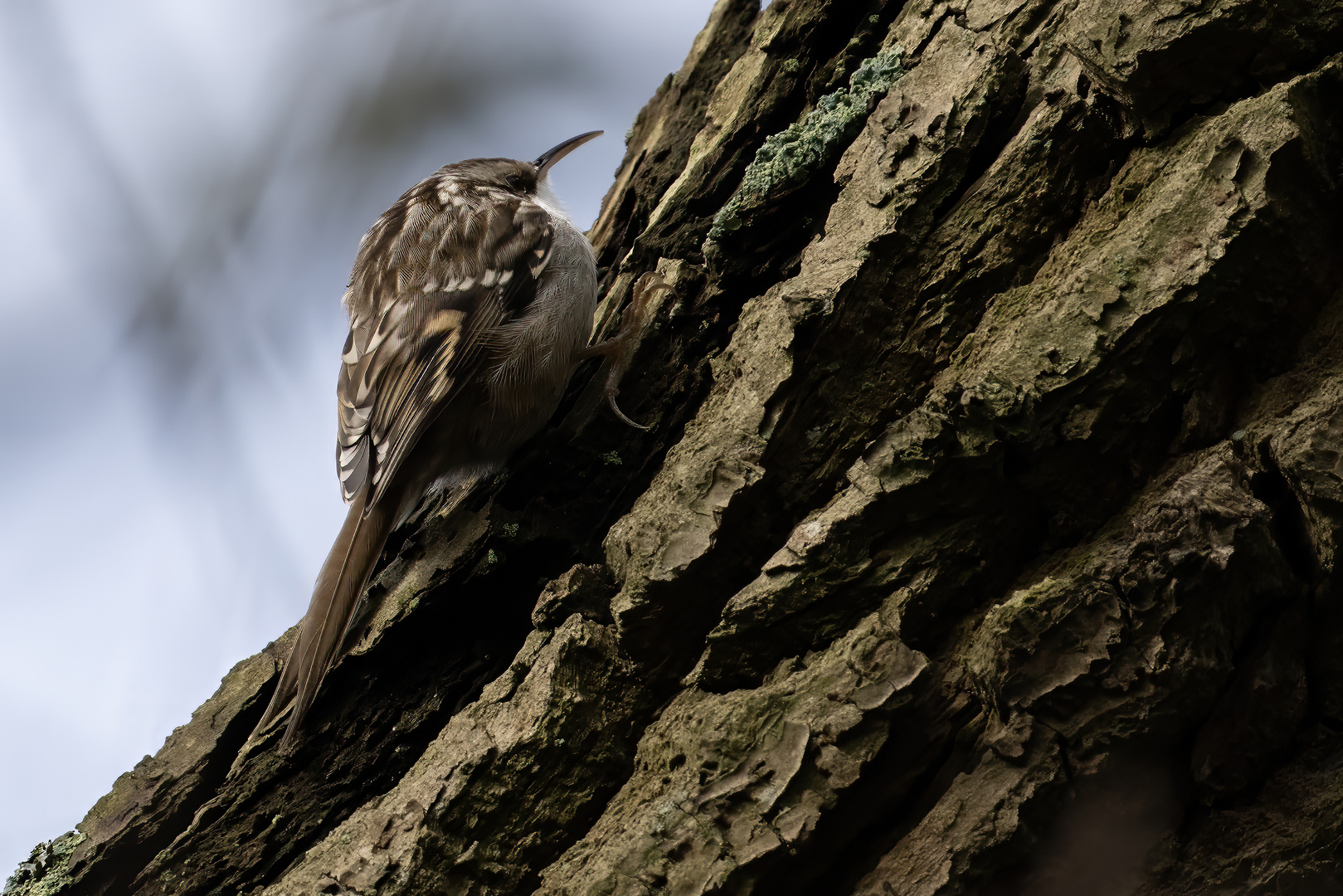 Short-toed Treecreeper