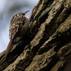 Short-toed Treecreeper