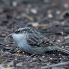 Short-toed treecreeper not amused....