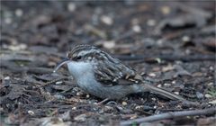 Short-toed treecreeper not amused....