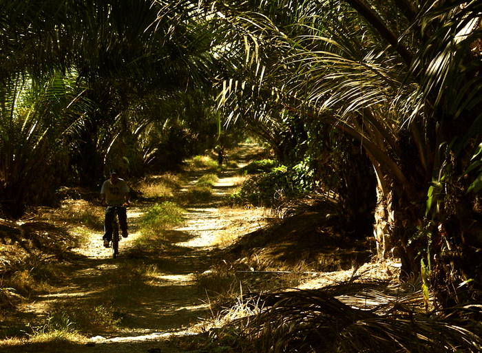 Shortcut through the oil palm groves