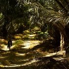 Shortcut through the oil palm groves