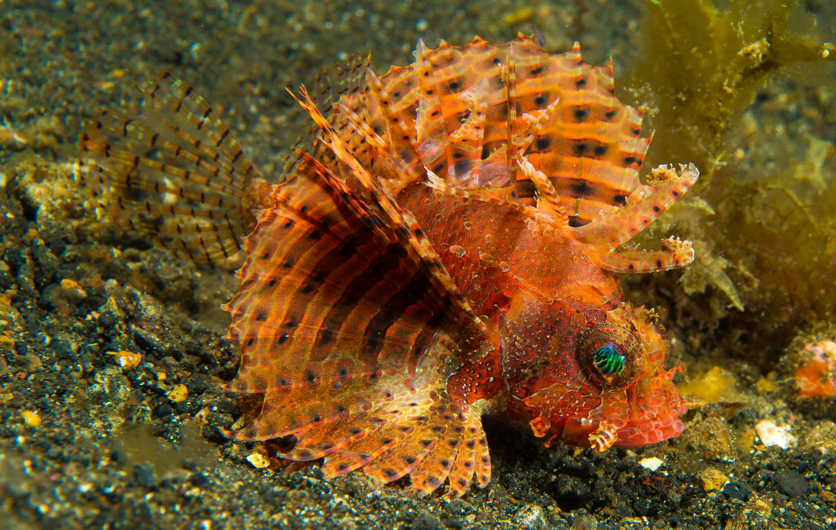 Shortfin Lionfish - Dendrochirus brachypterus - Kurzflossen Zwergfeuerfisch