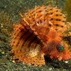 Shortfin Lionfish - Dendrochirus brachypterus - Kurzflossen Zwergfeuerfisch