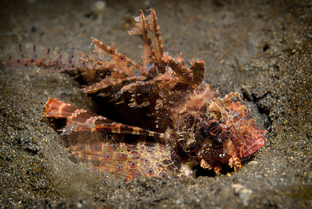 Shortfin Lionfish - Dendrochirus brachypterus - Kurzflossen Zwergfeuerfisch