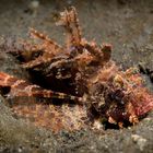 Shortfin Lionfish - Dendrochirus brachypterus - Kurzflossen Zwergfeuerfisch