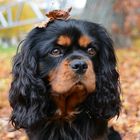 Shotting mit einem süßen "Cavalier King Charles Spaniel"