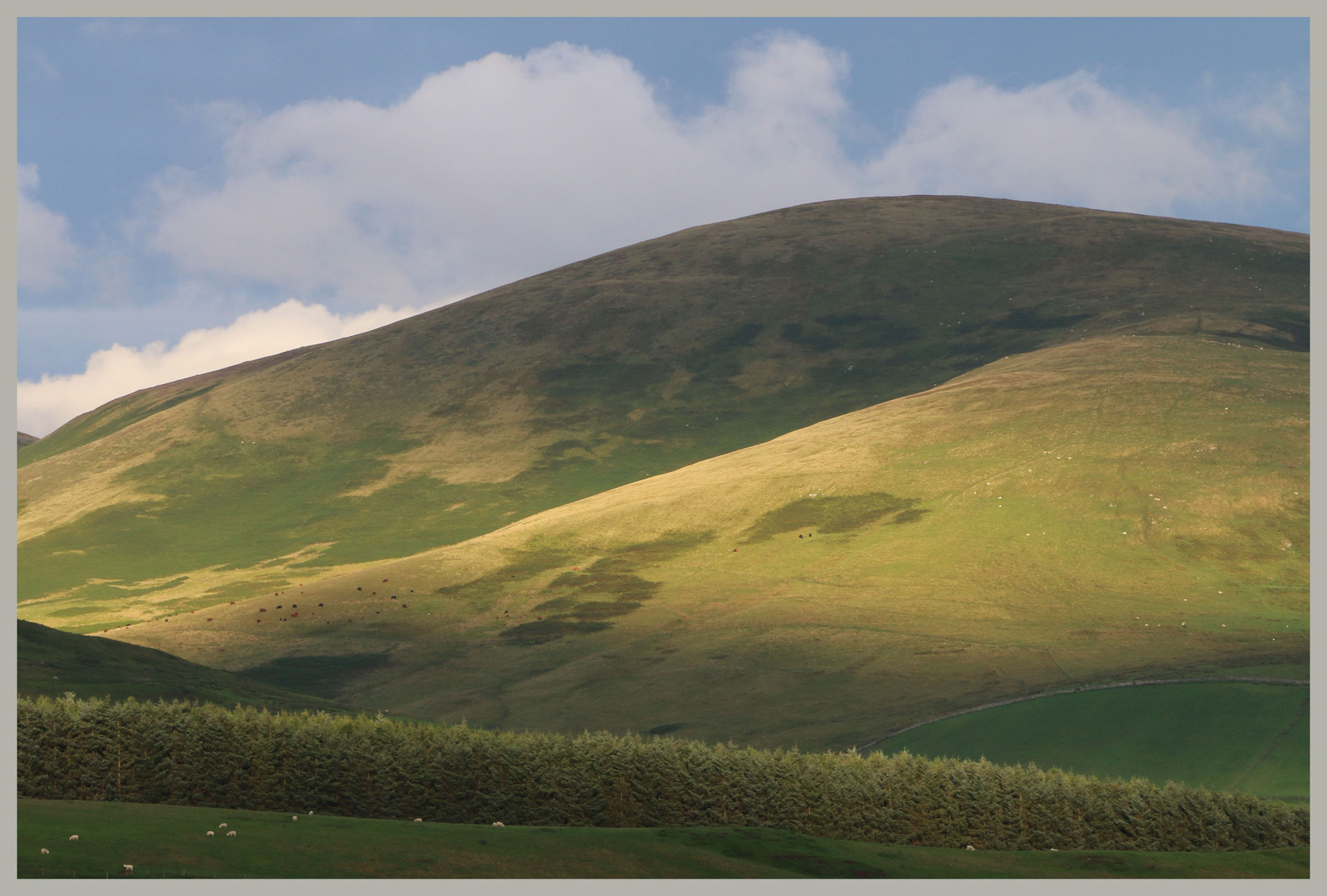 Shoulder Hill Cheviot Hills