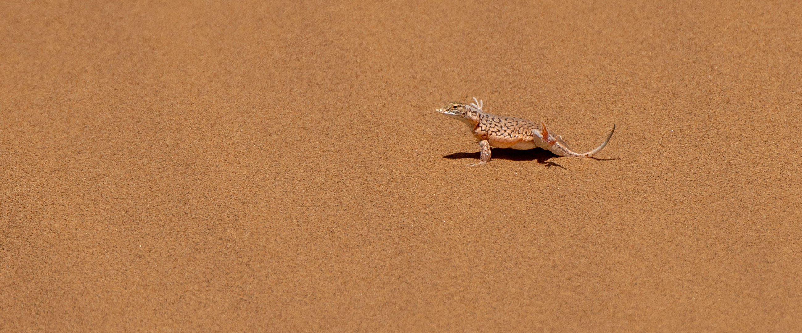 Shovel-snouted Lizard