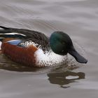 SHOVELER