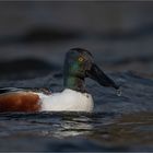 Shoveler