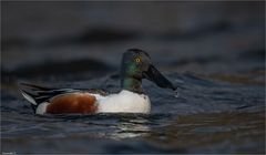 Shoveler