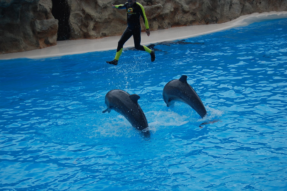 Show de delfines