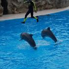 Show de delfines