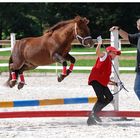 Show Jumping