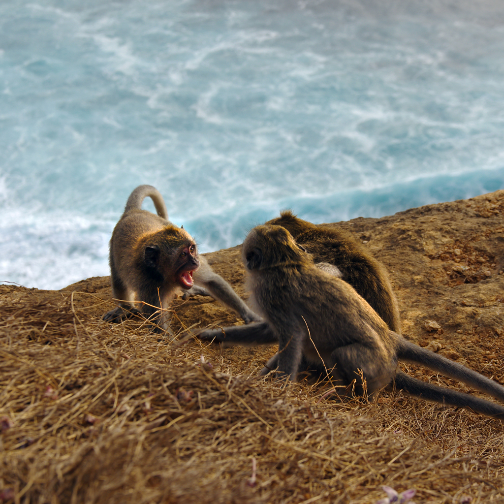 showdown at the cliff