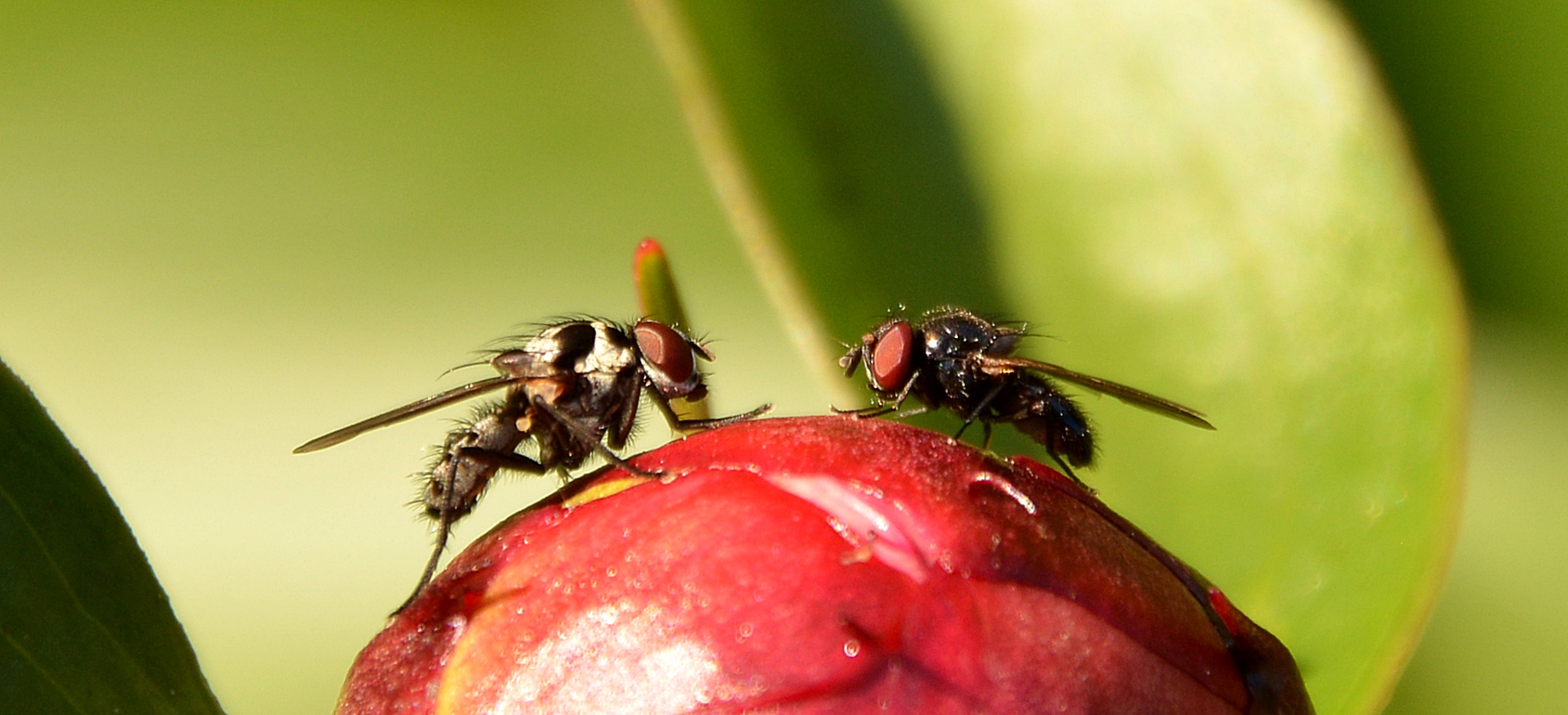 Showdown auf der Pfingstrosenknospe