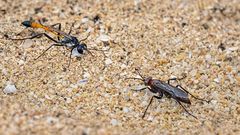 Showdown - Begegnung im Wüstensand 3