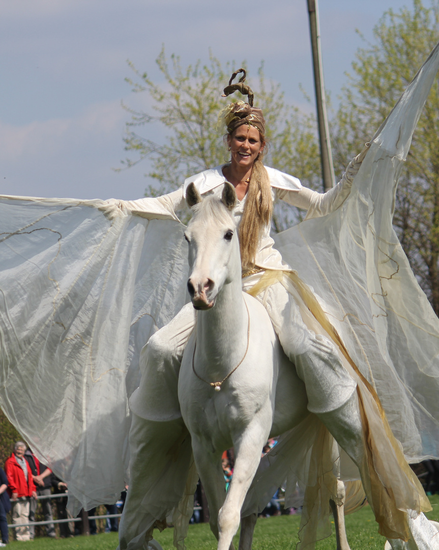 Showeinlage Gestütsschau Ströhen 2013