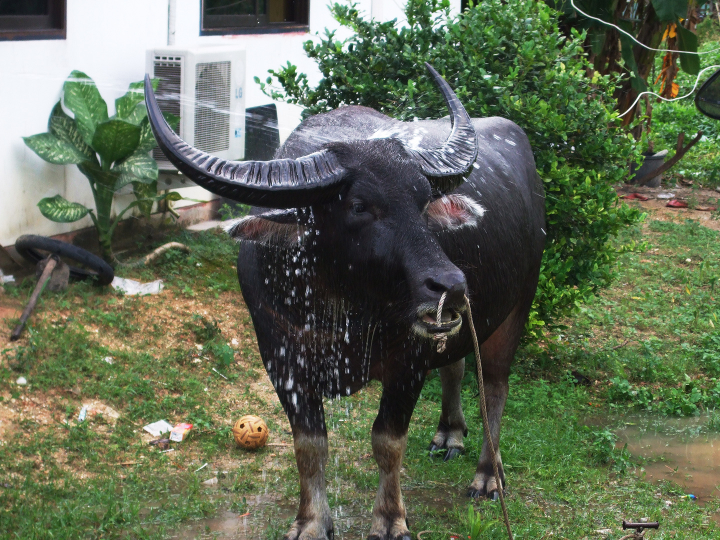 Shower