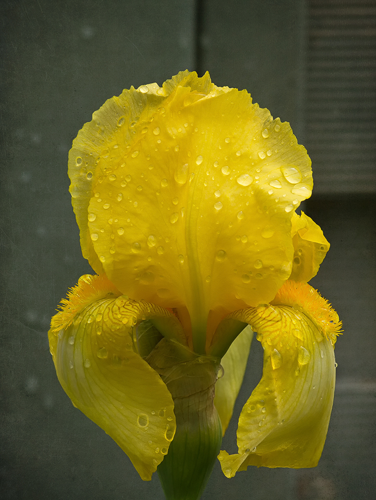 Shower-flower....