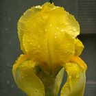 Shower-flower....