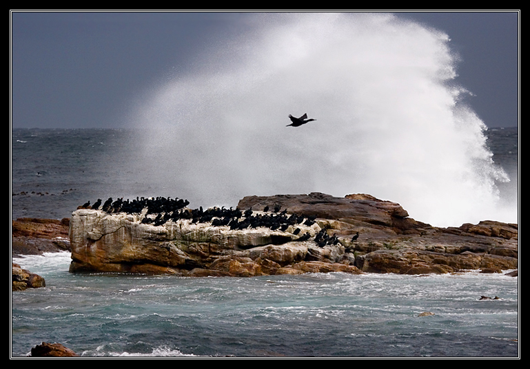 Shower for cormorants