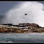 Shower for cormorants