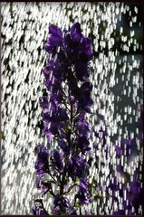 Shower for the flower ...