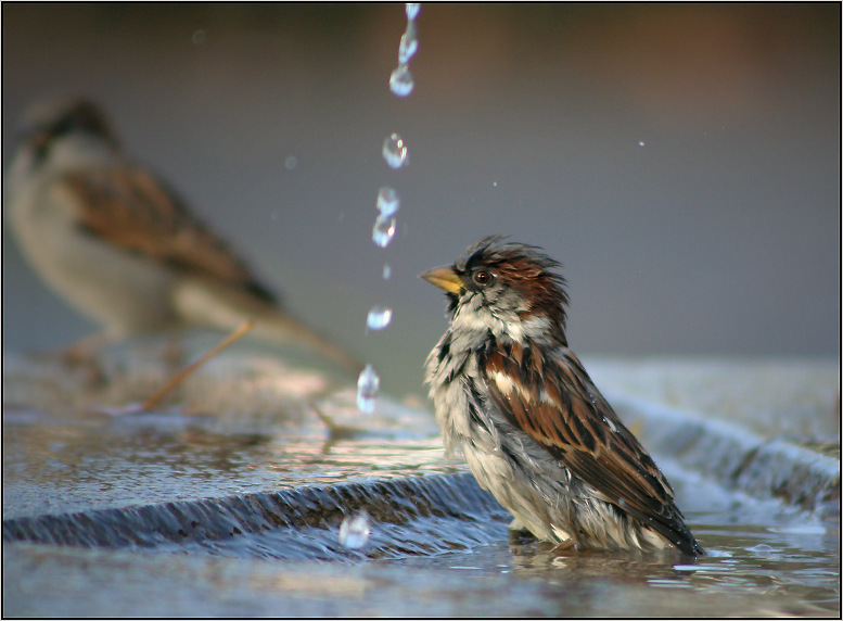 .. SHoWeR time ..